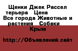 Щенки Джек Рассел терьера › Цена ­ 20 000 - Все города Животные и растения » Собаки   . Крым